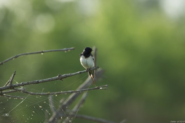 Hirondelle rustique - La Capeli&egrave;re 