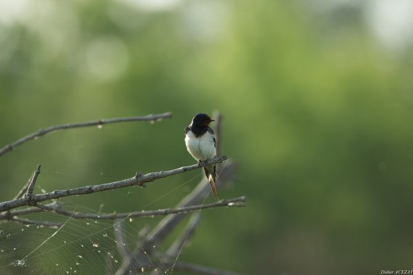 Hirondelle rustique - La Capeli&egrave;re 