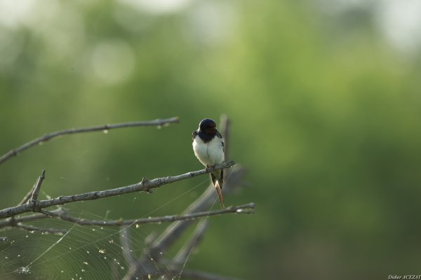 Hirondelle rustique - La Capeli&egrave;re 