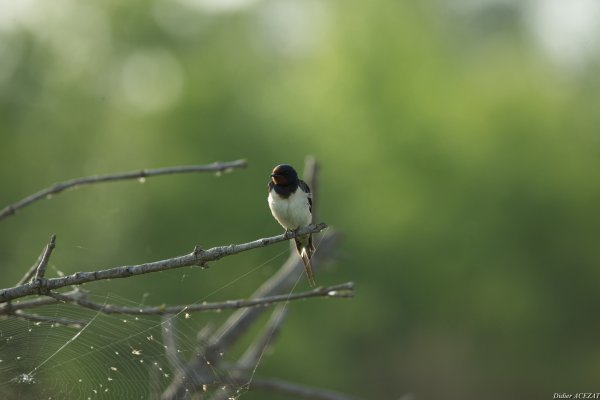 Hirondelle rustique - La Capeli&egrave;re 