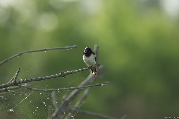 Hirondelle rustique - La Capeli&egrave;re 