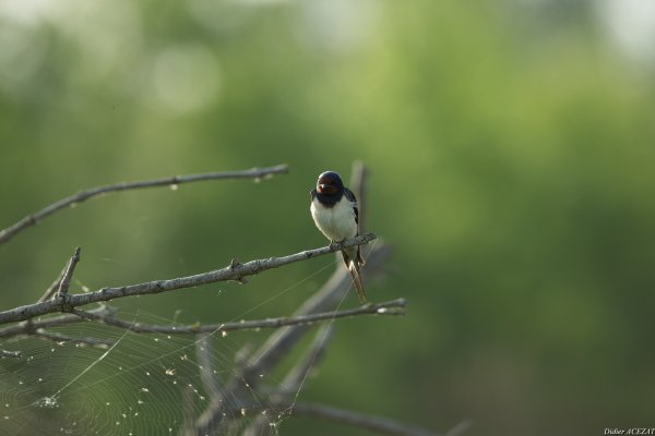 Hirondelle rustique - La Capeli&egrave;re 
