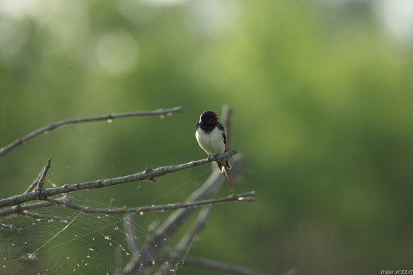 Hirondelle rustique - La Capeli&egrave;re 