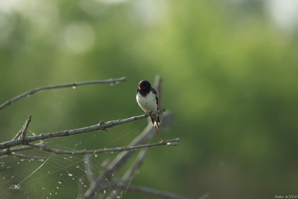Hirondelle rustique - La Capeli&egrave;re 