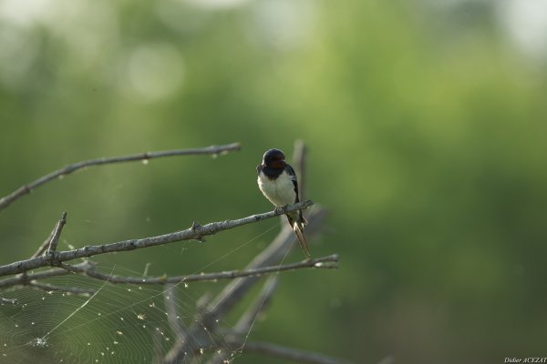 Hirondelle rustique - La Capeli&egrave;re 