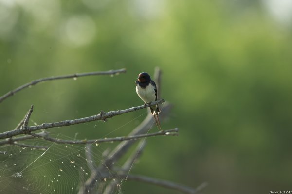Hirondelle rustique - La Capeli&egrave;re 