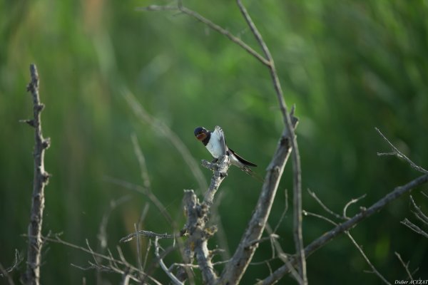Hirondelle rustique - La Capeli&egrave;re 
