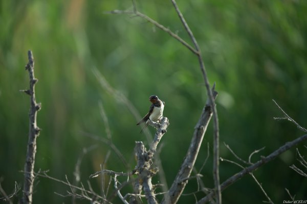 Hirondelle rustique - La Capeli&egrave;re 