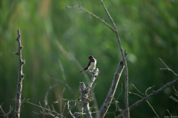 Hirondelle rustique - La Capeli&egrave;re 