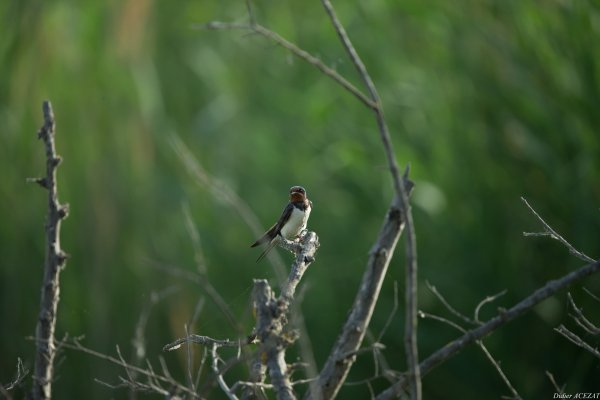 Hirondelle rustique - La Capeli&egrave;re 