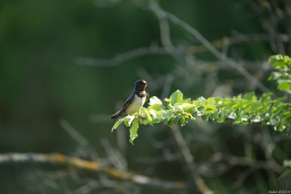 Hirondelle rustique - La Capeli&egrave;re 