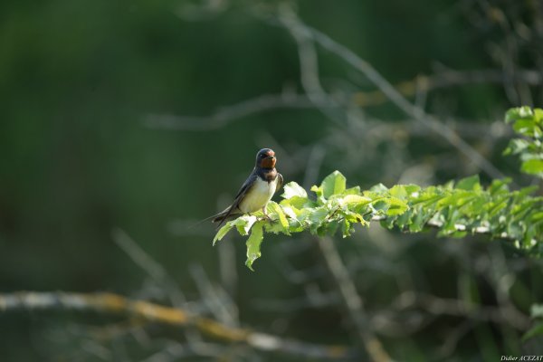 Hirondelle rustique - La Capeli&egrave;re 