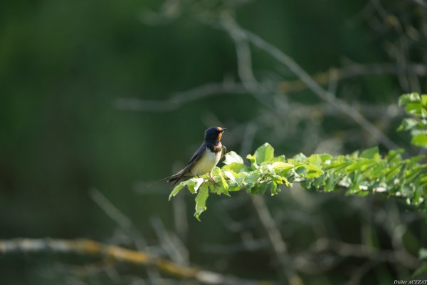 Hirondelle rustique - La Capeli&egrave;re 