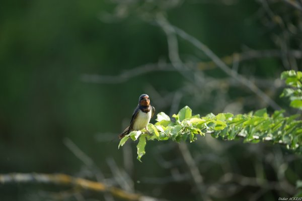 Hirondelle rustique - La Capeli&egrave;re 