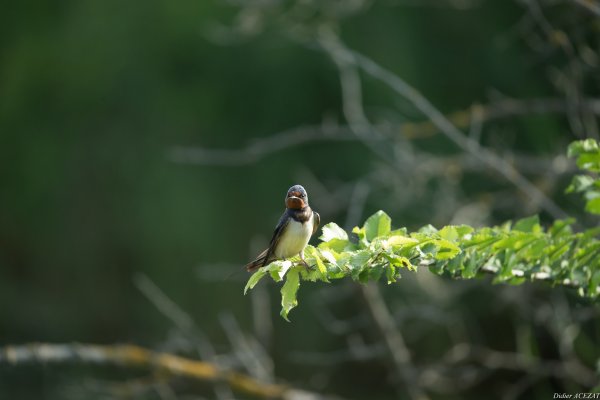 Hirondelle rustique - La Capeli&egrave;re 