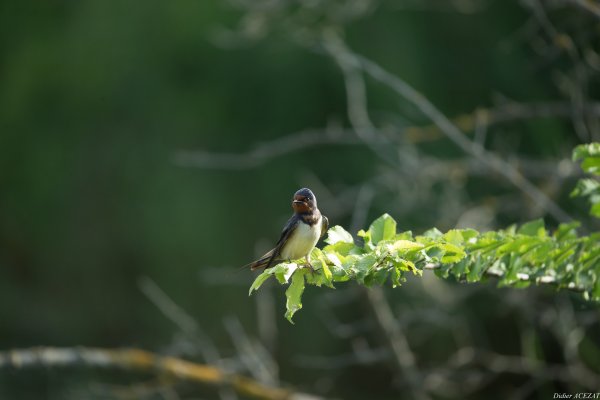 Hirondelle rustique - La Capeli&egrave;re 