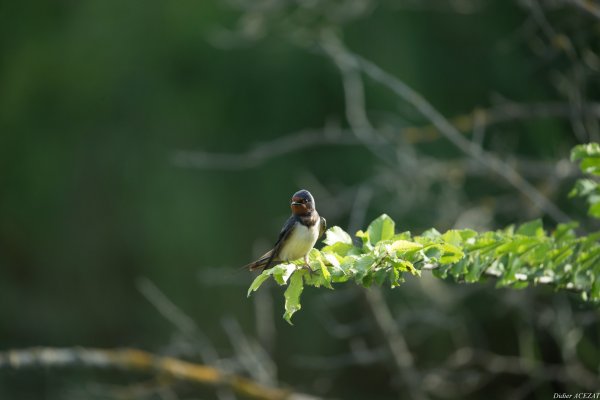 Hirondelle rustique - La Capeli&egrave;re 