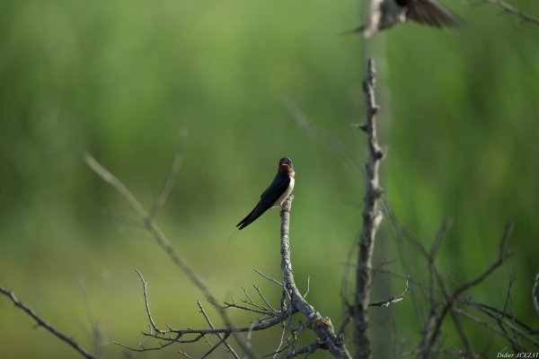 Hirondelle rustique - La Capeli&egrave;re 