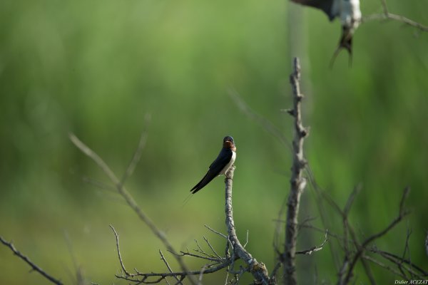 Hirondelle rustique - La Capeli&egrave;re 