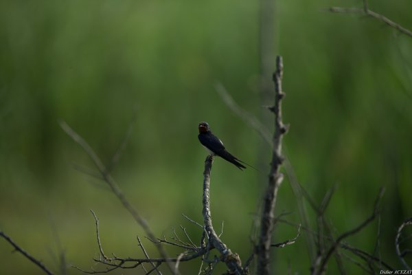 Hirondelle rustique - La Capeli&egrave;re 