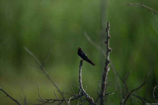 Hirondelle rustique - La Capeli&egrave;re 