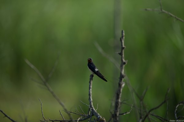 Hirondelle rustique - La Capeli&egrave;re 