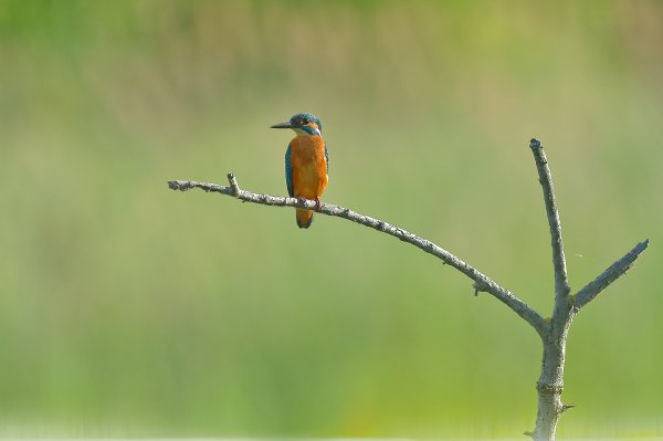 Martin p&ecirc;cheur d