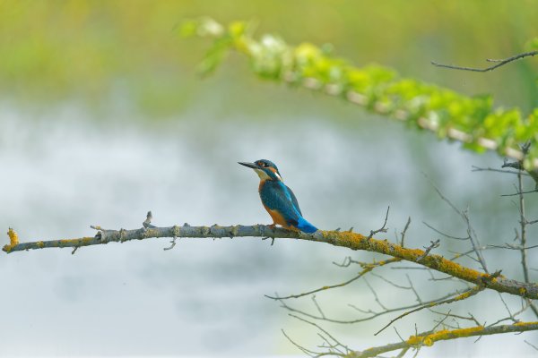 Martin p&ecirc;cheur d