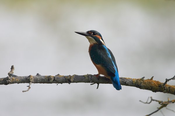 Martin p&ecirc;cheur d