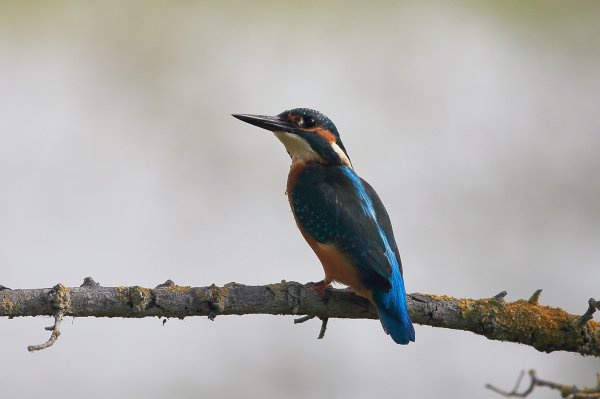 Martin p&ecirc;cheur d