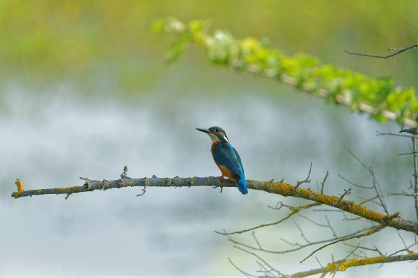 Martin p&ecirc;cheur d