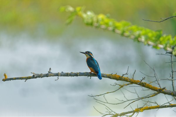 Martin p&ecirc;cheur d