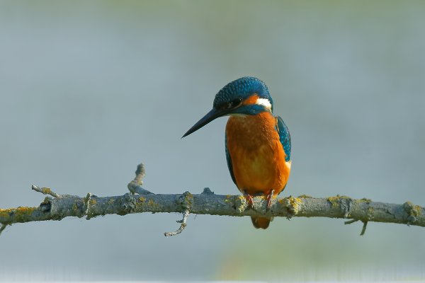 Martin p&ecirc;cheur d