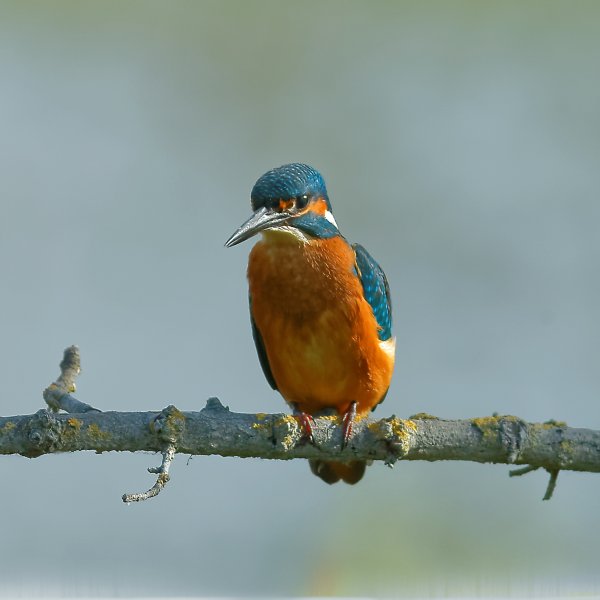 Martin p&ecirc;cheur d