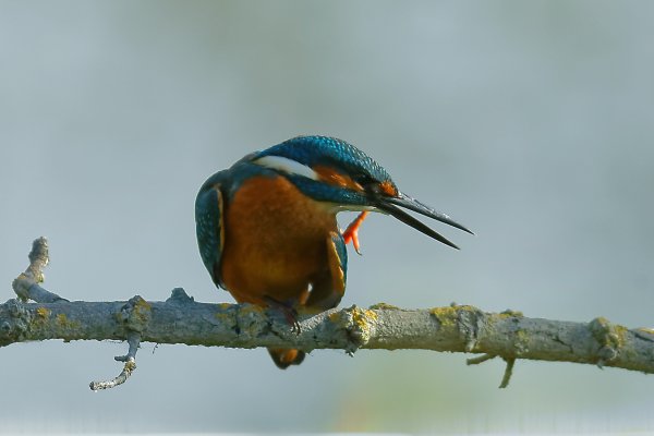 Martin p&ecirc;cheur d