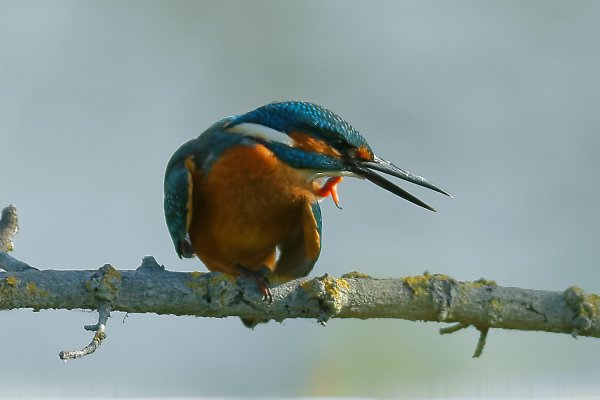 Martin p&ecirc;cheur d