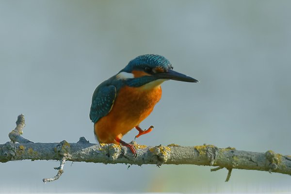 Martin p&ecirc;cheur d