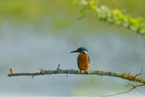 Martin p&ecirc;cheur d