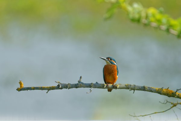 Martin p&ecirc;cheur d