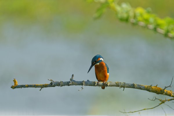 Martin p&ecirc;cheur d