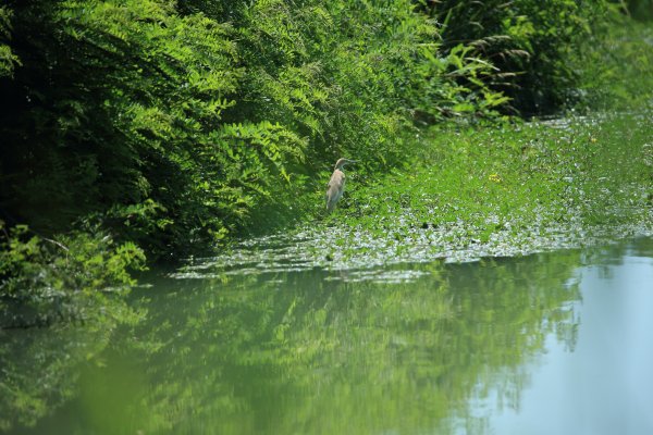 Crabier chevelu - la Capeli&egrave;re - 2014 