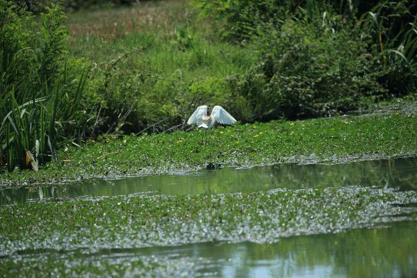 Crabier chevelu - la Capeli&egrave;re - 2014 