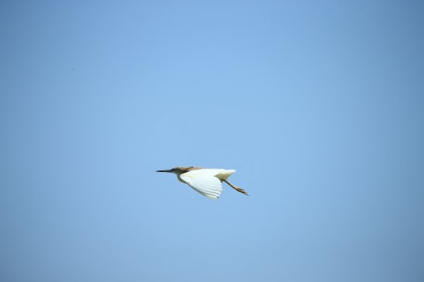 Crabier chevelu - la Capeli&egrave;re - 2014 