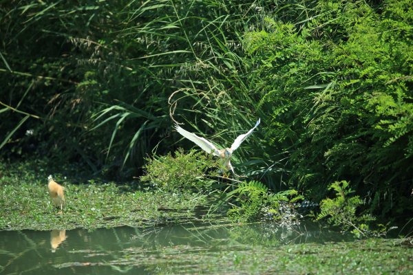 Crabier chevelu - la Capeli&egrave;re - 2014 