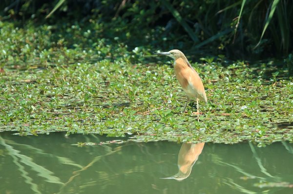 Crabier chevelu - la Capeli&egrave;re - 2014 