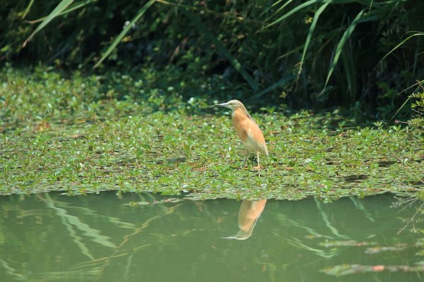 Crabier chevelu - la Capeli&egrave;re - 2014 