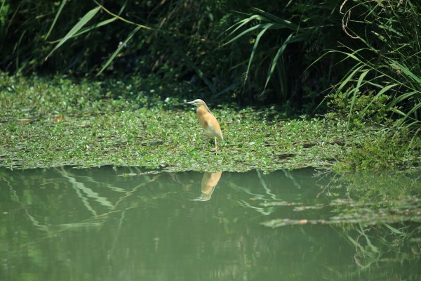 Crabier chevelu - la Capeli&egrave;re - 2014 