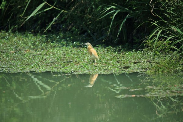 Crabier chevelu - la Capeli&egrave;re - 2014 