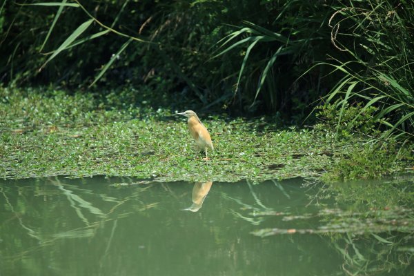 Crabier chevelu - la Capeli&egrave;re - 2014 