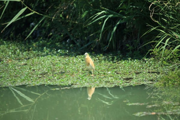 Crabier chevelu - la Capeli&egrave;re - 2014 